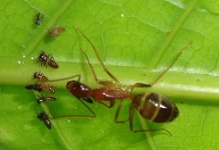 Ant and hopper nymphs photo
